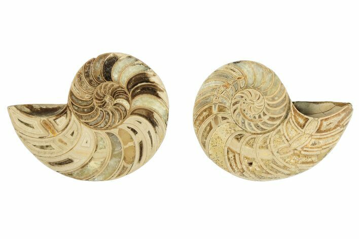 Jurassic Cut & Polished Nautilus (Cymatoceras) Fossil -Madagascar #257699